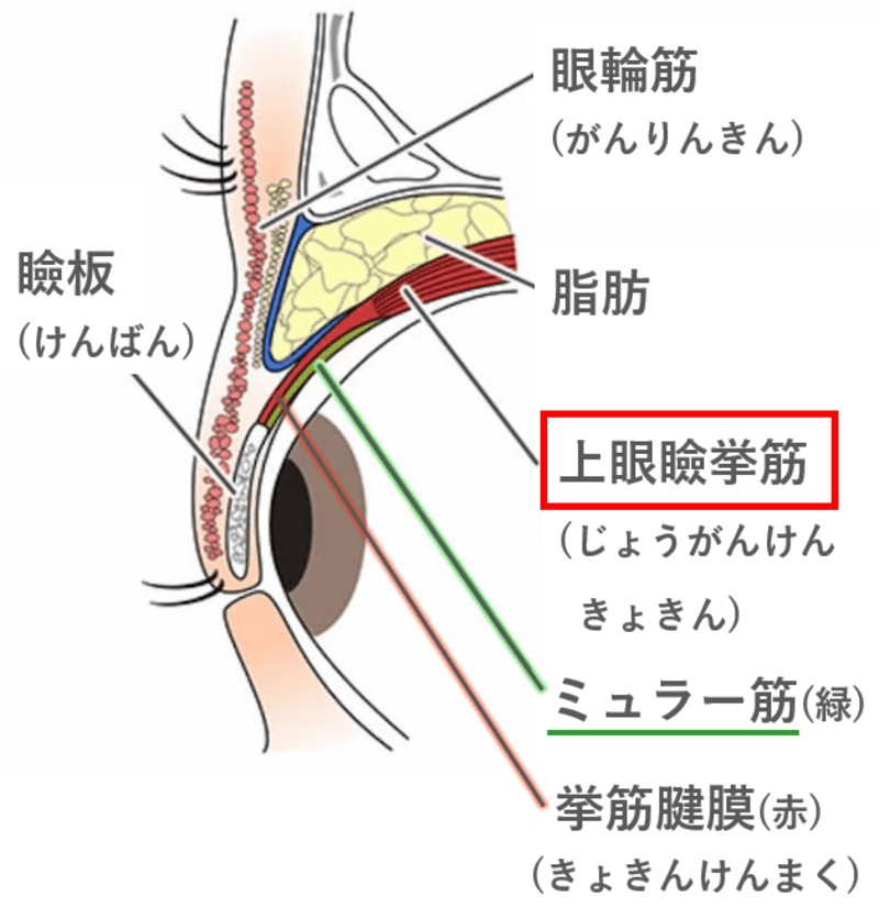 ミュラー筋