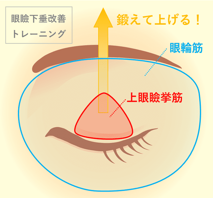 上眼瞼挙筋 鍛える トレーニング