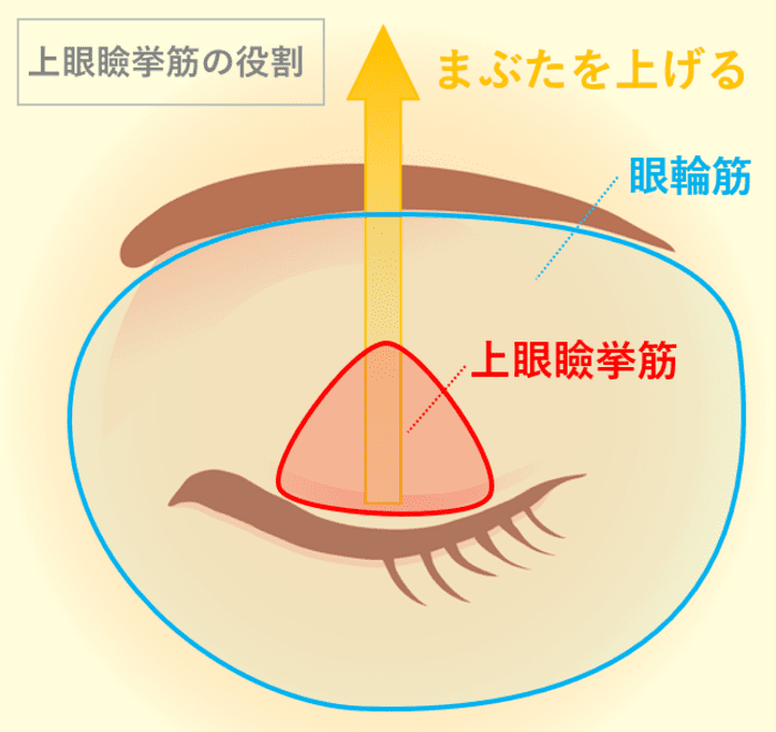 上眼瞼挙筋