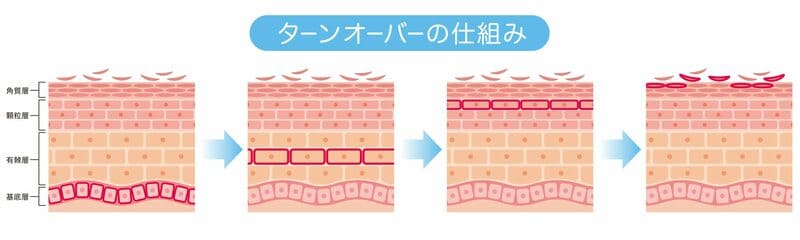 ターンオーバー