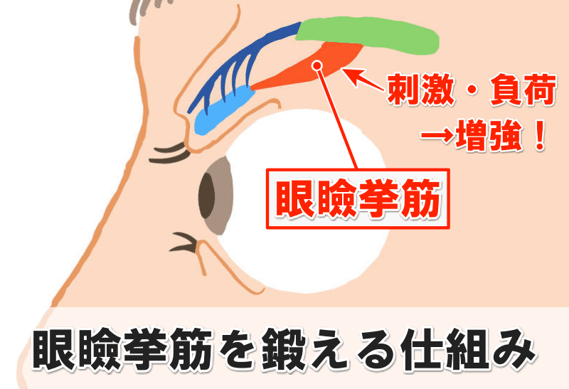 眼瞼挙筋 鍛える仕組み