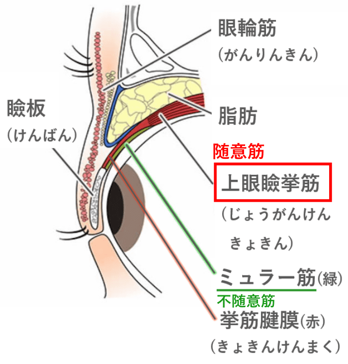 眼瞼挙筋 ミュラー筋